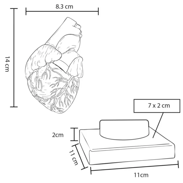 cp-154-extra Cardio – Modelo Anatómico Del Corazón