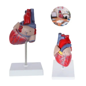 Cardio – Modelo Anatómico Del Corazón
