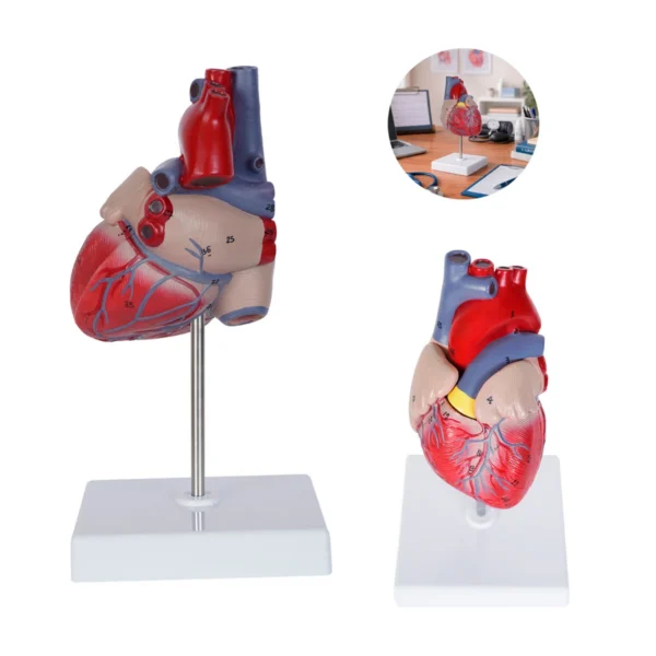 cp-154-main Cardio – Modelo Anatómico Del Corazón